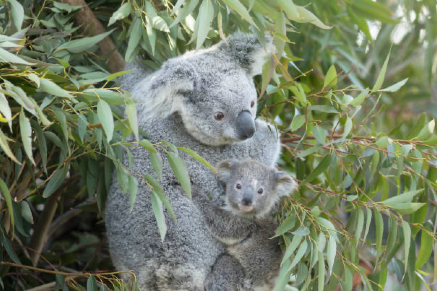460 træer plantet i Australien fra vores salg i december