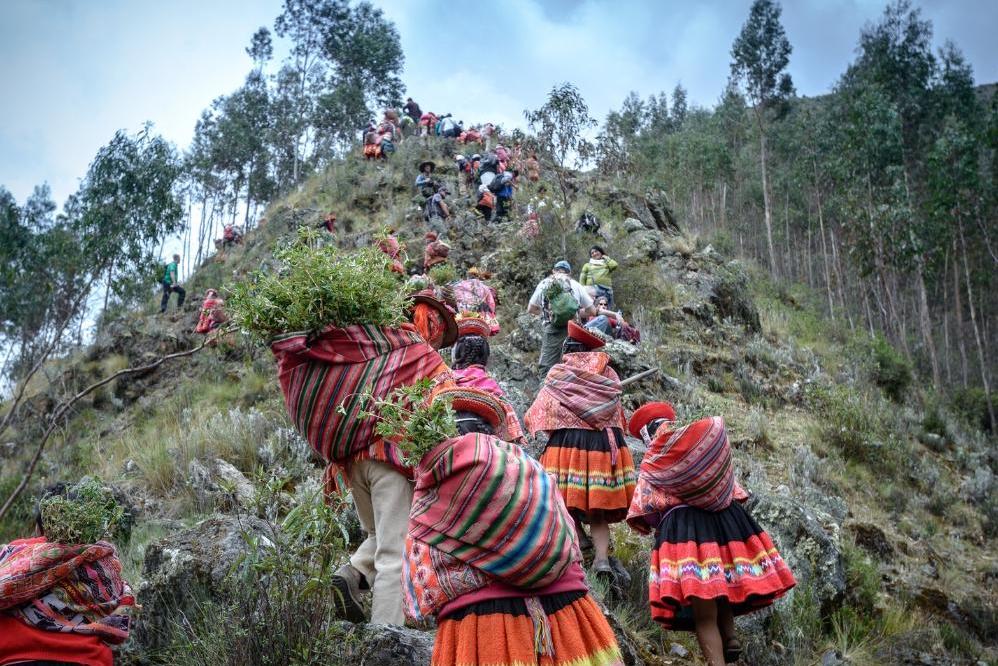 1305 trees planted in the Andes Mountains of South America