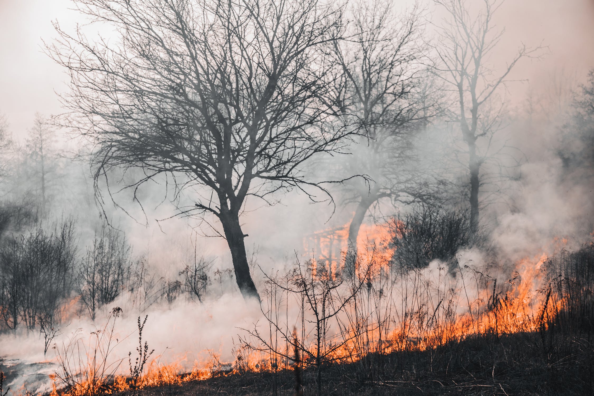 977 Trees Planted for Forest Fire Recovery