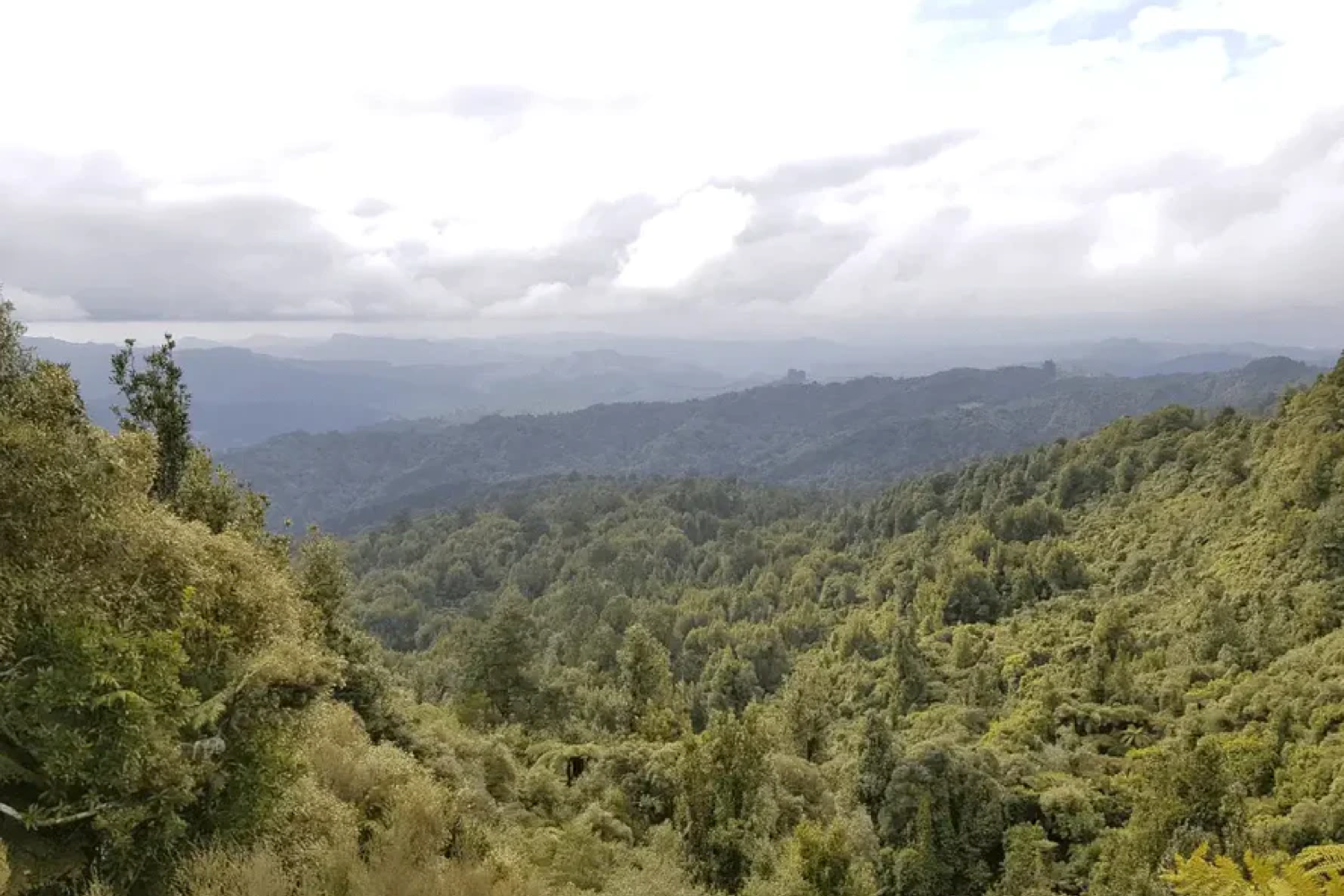 1485 trees planted in New Zealand