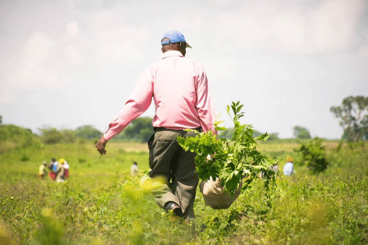 885 trees planted to support reforestation through the TIST-program