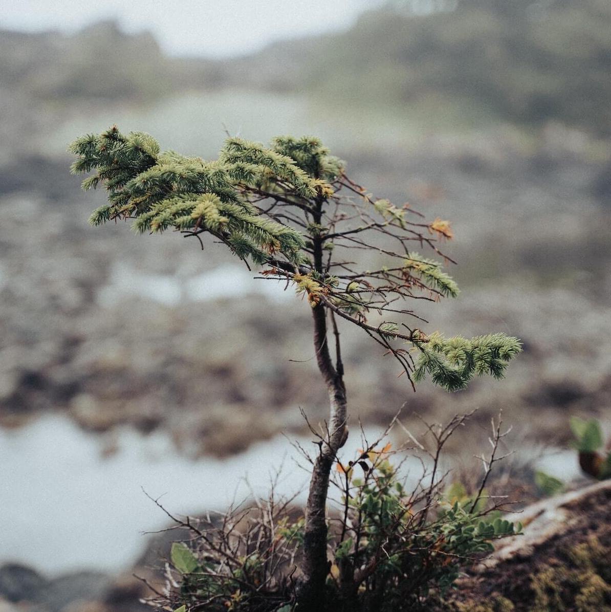 small tree that has just been planted